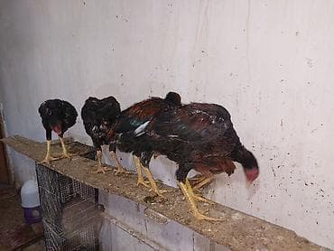 cücə və xoruz təmsil: Toyuq cücələri, Damazlıq — 10