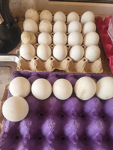 Индюшки: Qaz və qaz yumurtaları Məhsul: - Ferma şəraitində saxlanılan qaz — 2