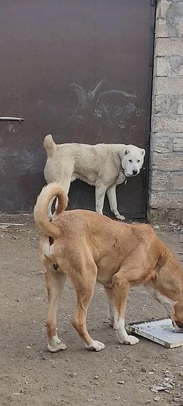 en iri it cinsi: Alabay, Peyvəndli — 2