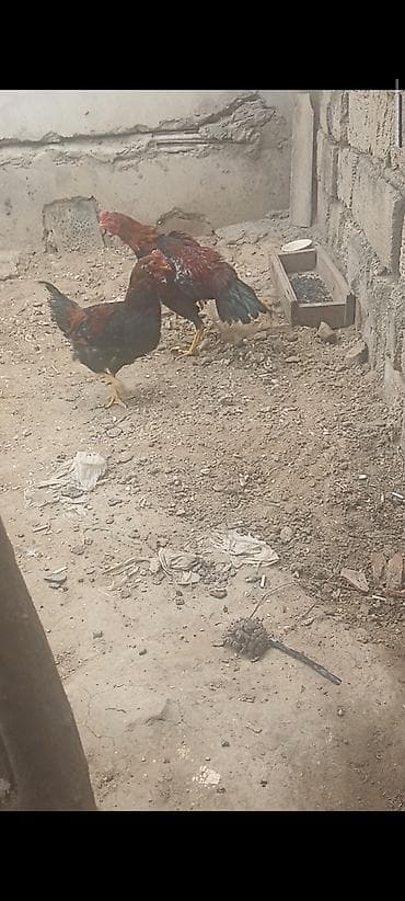 broyler cuce satisi: Taynıngətrib - Rəng: qırmızı-qara qarışıq lələklər, quyruq tünd - — 7