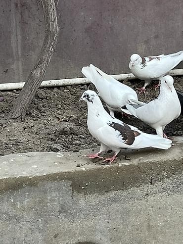 Cep erkek saglam qizgim heyvandi unvan sabuncu