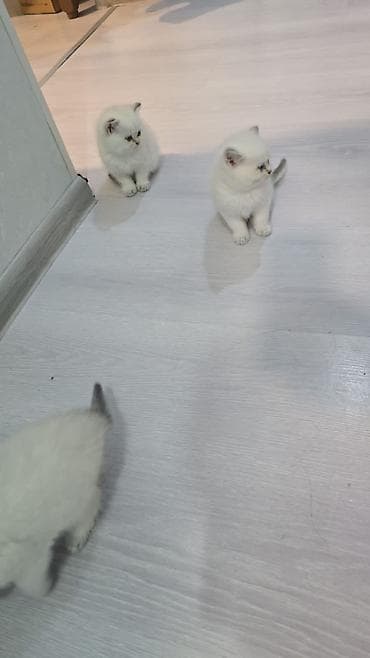 pişik britan: Britan, Erkək, Dişi, Yaxşı əllərə, Ünvandan götürmə, Ödənişli çatdırılma — 9