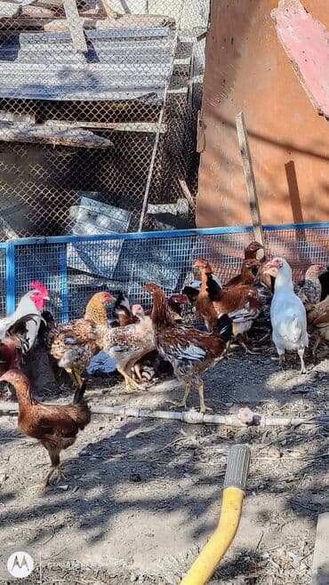 toyuq cuce: Toyuq, Yumurtalıq — 1