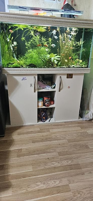 Qiymet bow ak- Şüşə akvarium: –120sm uzunluq,60sm hundurluk,45sm en