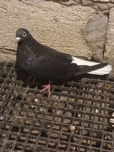 Göyərçinlər: Məhsul: Qab-qara və qırmızı-ağ rənglərdə ev göyərçinləri Təsvir: - — 3