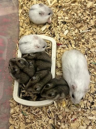 Digər avtomobillər: Cırtdan hamsterlər – Dwarf hamster balaları - Növ: Cırtdan — 1