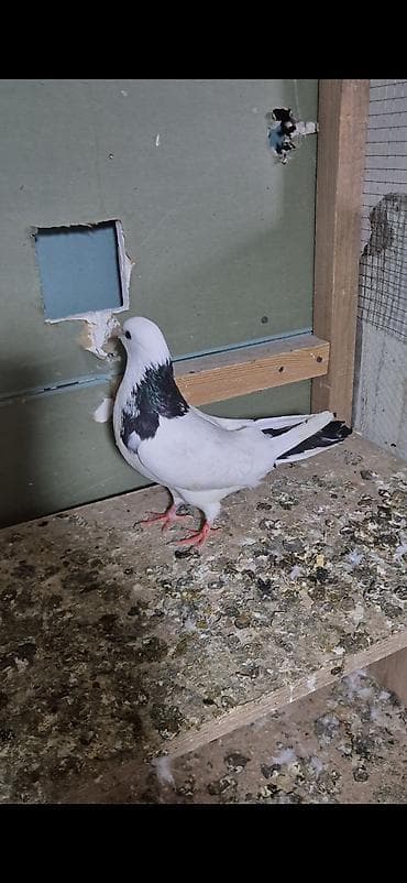 qara avçarka: Salam olsun hər kəsə qara boyun 12 tük maya 25 manat qara pörka 13 tük — 2