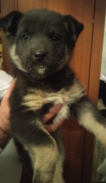 Digər heyvanlar: Bir ayliq temiz qan nemes afcarkasi satilir erkeydi.tecili — 9