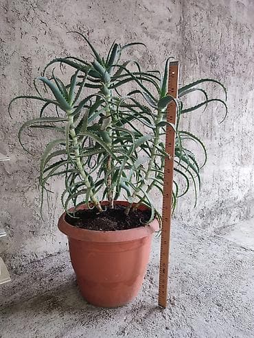 Aloe 5 ilin (sukkulent) – iri ölçülü, çoxgövdəli saksı bitkisi. qabsiz