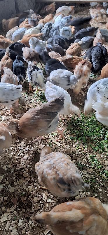 Toyuq cücələri, Damazlıq