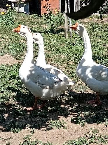 Qazlar: 2 erkək 4 dişi 5 bala təmiz linda qazı — 1