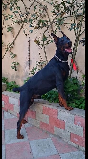 heyvan bazari: Doberman, 1 ay, Peyvəndli — 2