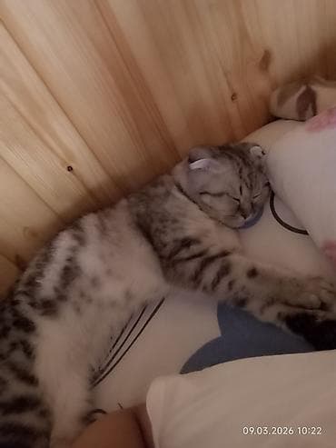 pisik cutlesme: Şotland, Yaxşı əllərə — 4