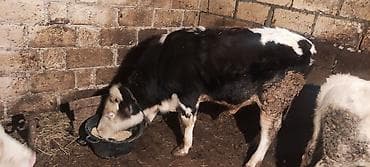 qara it sekilleri: Dana, buzov, Erkək, ay: 12, 130 kq, Ətlik — 2