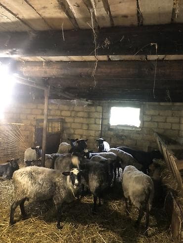 satdiq danalar: Salam olsun hamiya ramanov qoyunlari satlir 21 eded qoyundu 1 qoc 11 — 2