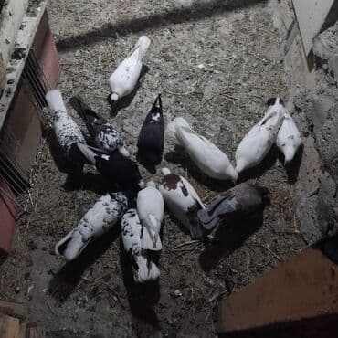 heyvanlara verilen adlar: 13 hoyercin ve 5 eded baladir cemi 18 goyercindir balalar ozlerinindir — 1