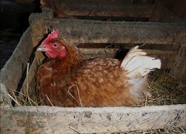 домики для кошек: Lohman toyuqlarının mayalı yumurtaları 1.70 — 2