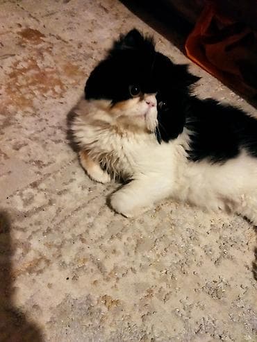 quba heyvanlar: Fars — 1