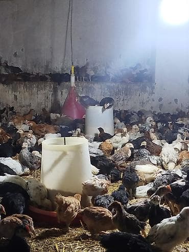 xarkov cuce: Toyuq cücələri, Ətlik, Pulsuz çatdırılma — 5