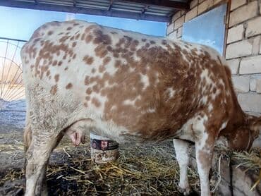 Куры: Yanı balalı inək 5 aydır doğub hal hazırda quru otla 5-6 litir süd — 5