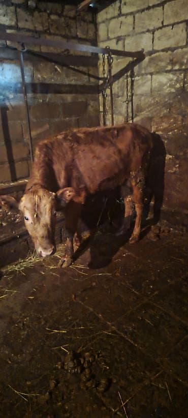 Balıqlar: 1550 azn erkəy dana — 2