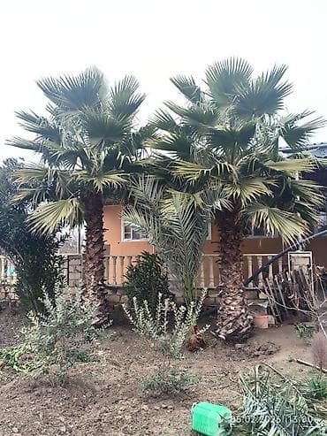 en gozel dibcek gulleri: Palma Vaşinqton palmalari bütün razmerler ən ucuz qiymət. catirilma — 4