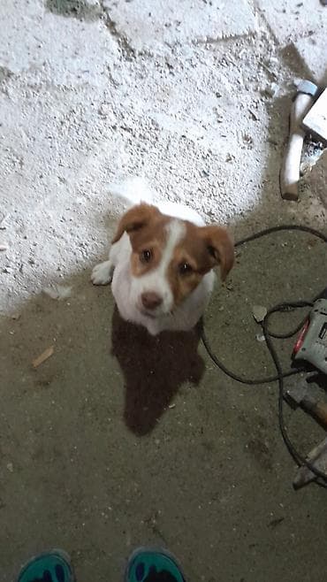 balaca şirin itlər: Ev itləri – ov/çoban tipli balalar PULsuz etibarlı əllərə verilir. itə — 2