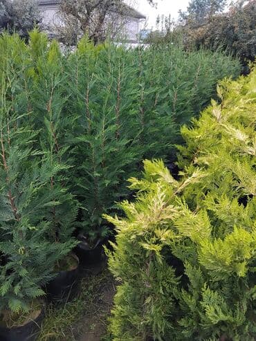 sumax ağacı: Ağaclar — 4