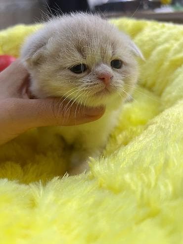 pişim: Şotland — 9