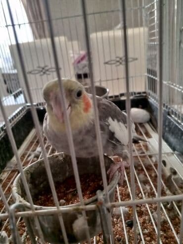 ayliq 10 azn internet: Nimfa tutuquşu (Cockatiel) – boz-ağ rəngli, sarı baş tükləri və — 1