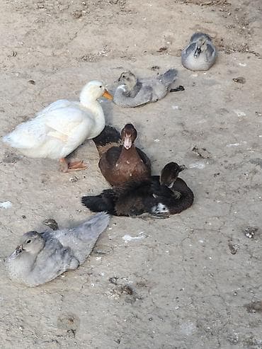 krasnadar ördeyi: Salam az sayda qalib aktiv heyvanlardir Lavanda krasnadar zumrut ve — 7