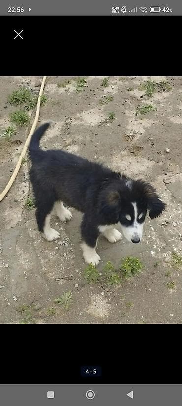 balaca at: Koker spaniyel, 3 ay, Dişi, Peyvəndli, Ödənişli çatdırılma — 2