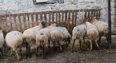 Qazlar: 10 Qoyun satlır. Boğazdılar — 3