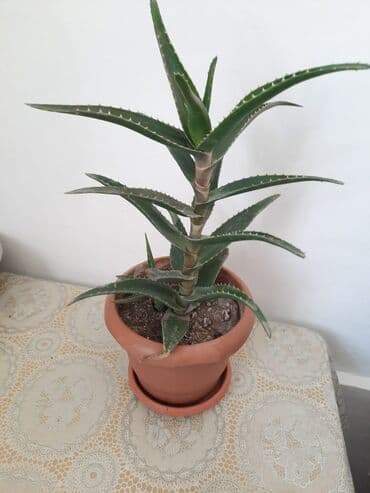 dekorativ otaq bitkiləri: Aloe gülü — 1