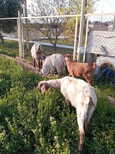 3 ədəd çəpiş satılır 1 ərkəy 2 Dişi bu endirimi qaçırmayın