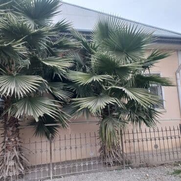 Kasalar: Məhsul: Dekorativ palma ağacları (fan-tipli yarpaqlı) 📌 Başlıq — 1