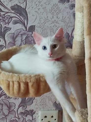 Ванская, Самка, В добрые руки, Самовывоз — 2