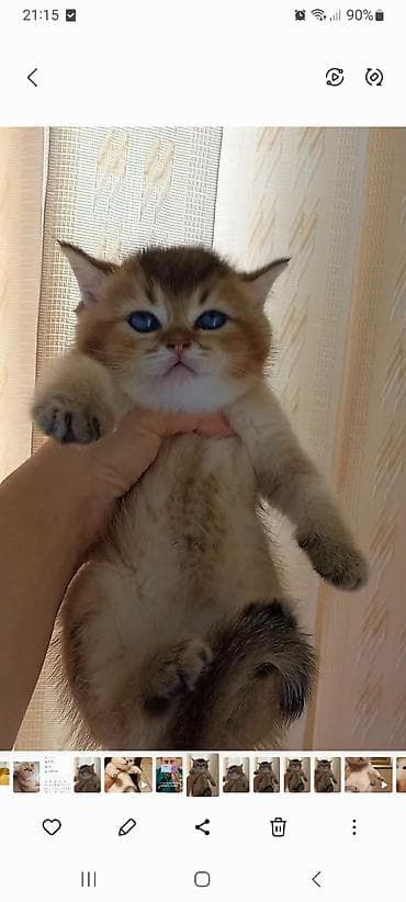 pişiy: Qızıl şinşilla, Dişi, Yaxşı əllərə, Ünvandan götürmə — 2