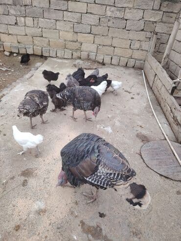 toyuga verilen adlar: Məhsul: Evcəl quşlar – hinduşka və toyuq sürüsü Təsvir: - Şəkildə iri — 3