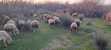 İtlər: Satılır: Qoyun sürüsü - Növlər: qarışıq yerli cinslər (şəkildə — 2