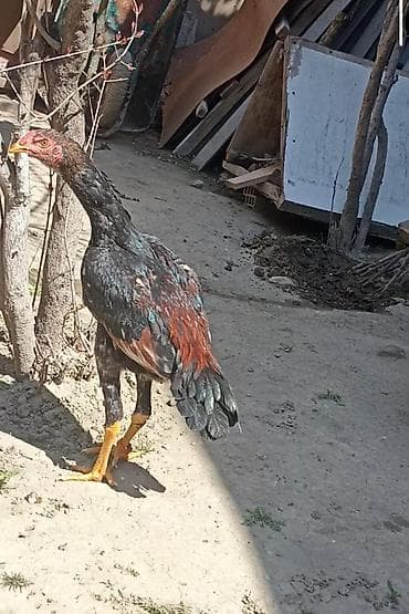 dovsan yemi: Salam 5 ayna gecib axır çəkili heyvandı 10 11 ayında 4 5 kl olacaq — 1