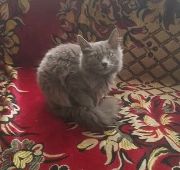 золотая шиншилла купить: Boz tüklü, uzun quyruqlu ev pişiyi - Rəng: Tünd-boz (bütöv monoxrom — 2