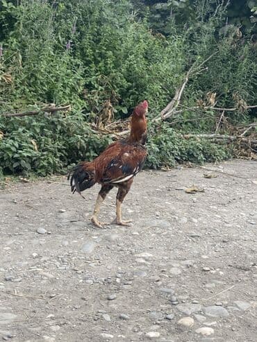 gence toyuq cuce: Barterde ederem qiymetde endirm eleyecem sortun çıxarıram die satram — 2