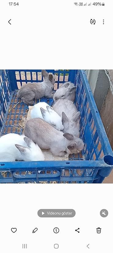 Akor. bala satılır. 23. eded. 6 m kom satılır lalafo.az -da Akor. bala satılır. 23. eded. 6 m kom satılır