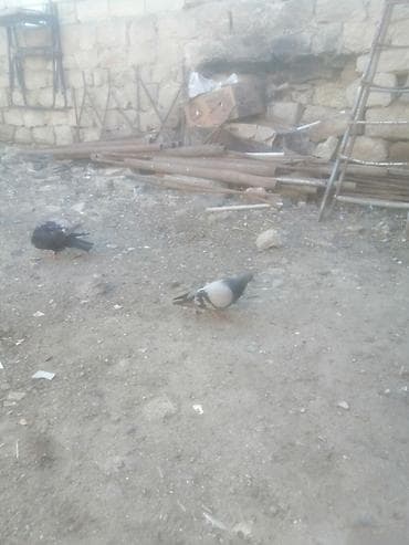 kakadu quşu: 19 tük xırdaleley əfqanka ərkey 30 manat uçuşun bilmirəm. Göykəmər — 3