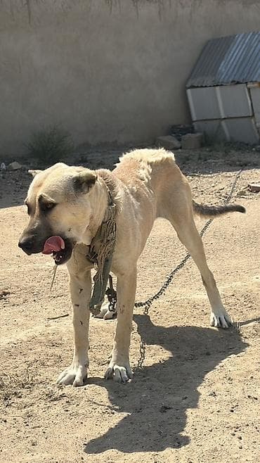 bala dovşan: Atası Maxno Anası Dumanna . Bu qanları bilənlər bilir.Bir tərəf — 3