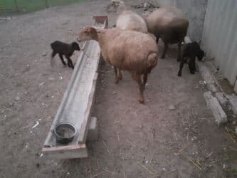 отдам в добрые руки собаку: 3 balalı hevandı — 6