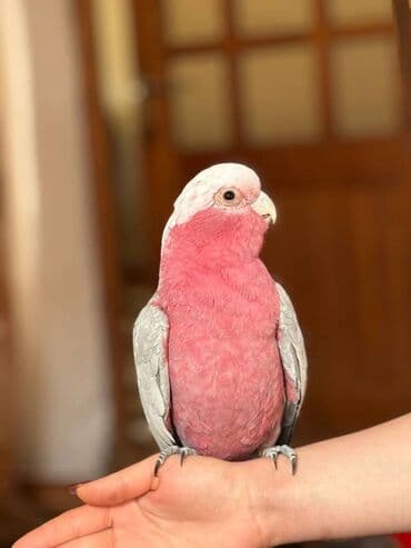 Quşlar: Kakadu Tutuqusu (Papuqay) Kakadu cinsine aid olan erkek tutuqusu — 2