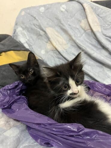 животные отдам в добрые руки: Yaxşı əllərə — 1