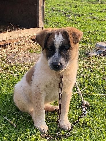 coban iti haqqinda melumat: 4 ay, Erkek, Cütləşmə üçün, Ünvandan götürmə — 9